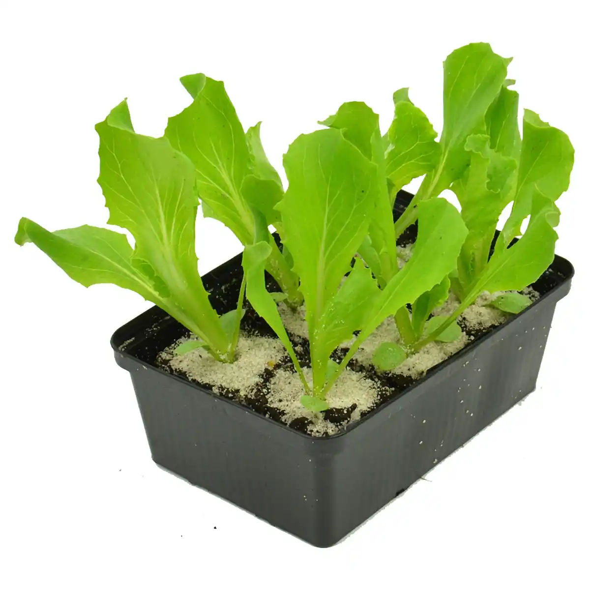 Bild 1 von GARDENLINE Salate 6er Schalen