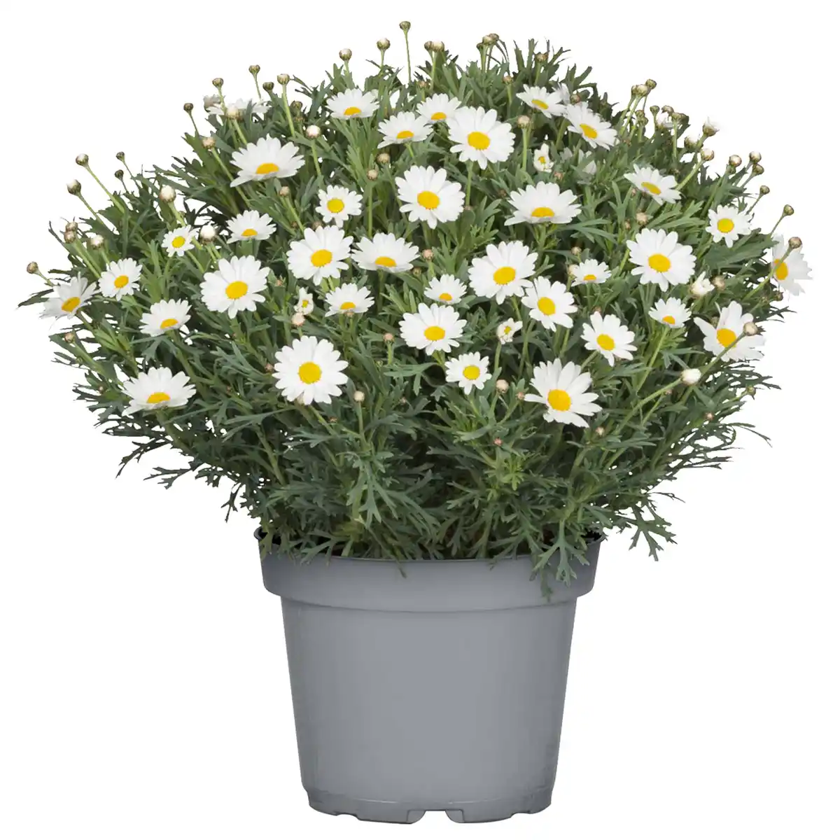 Bild 1 von toom Margeriten-Busch weiß 18 cm Topf