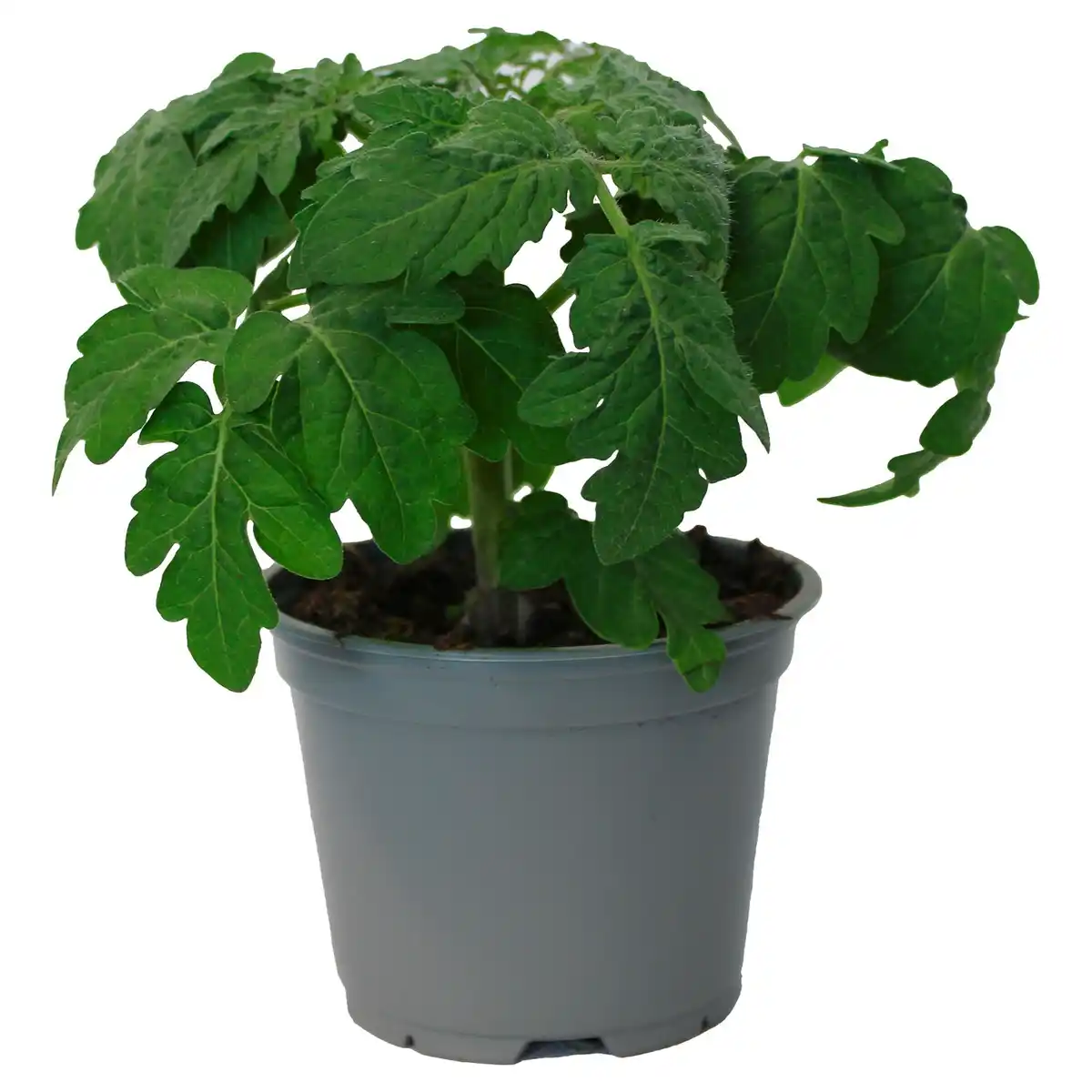 Bild 1 von GARDENLINE Tomaten