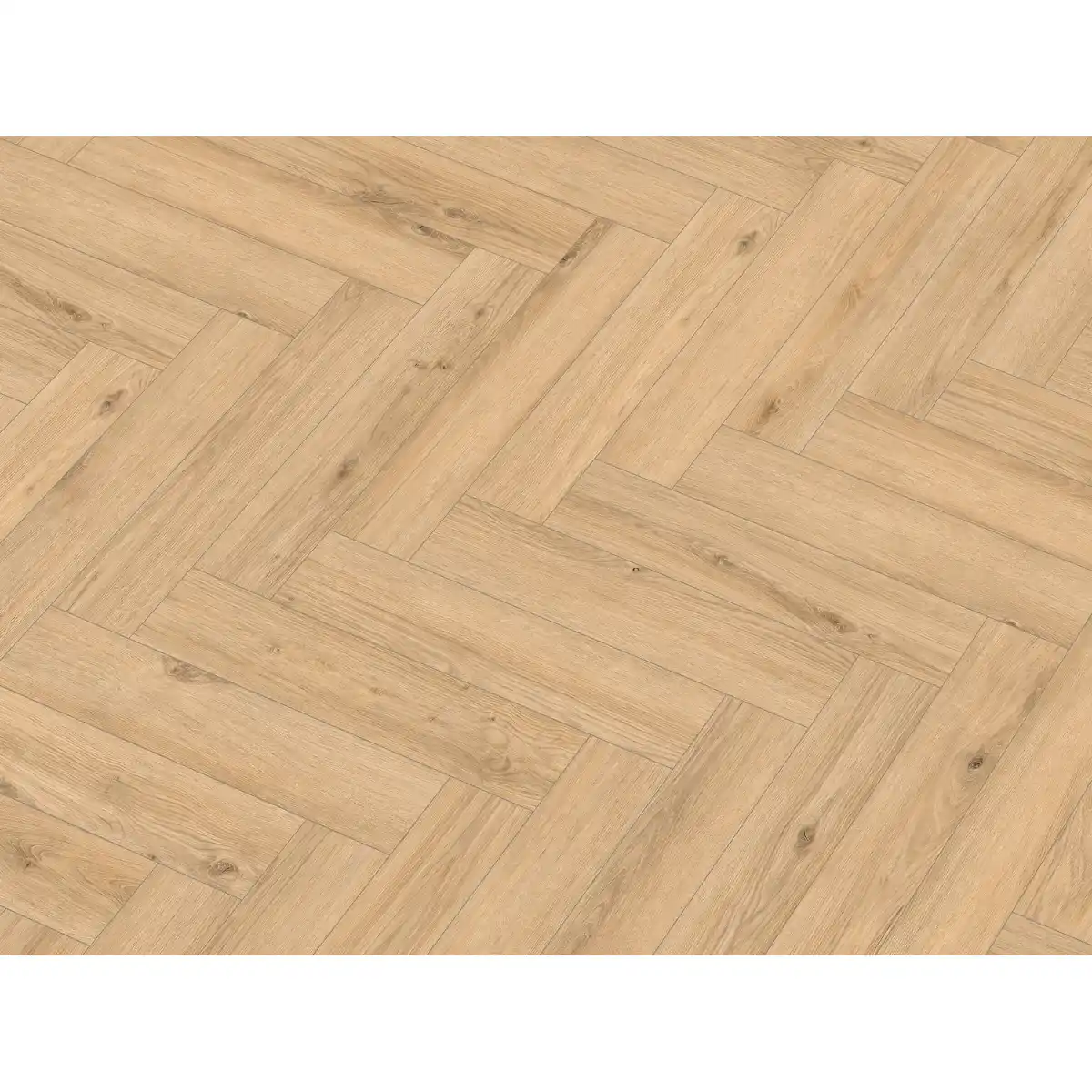 Bild 1 von Classen Laminat Fischgrät 'Ville Cetina' Eiche hellbraun 8 mm