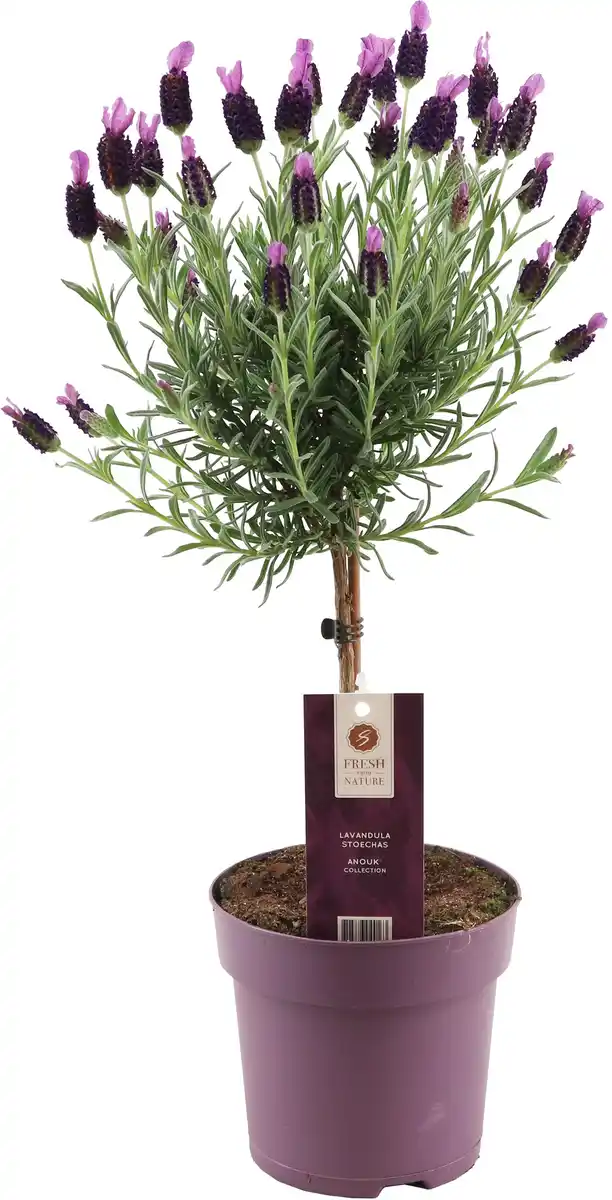 Bild 1 von Schopflavendel Stamm Lavandula Stoechas H 50 cm 15 cm Topf
