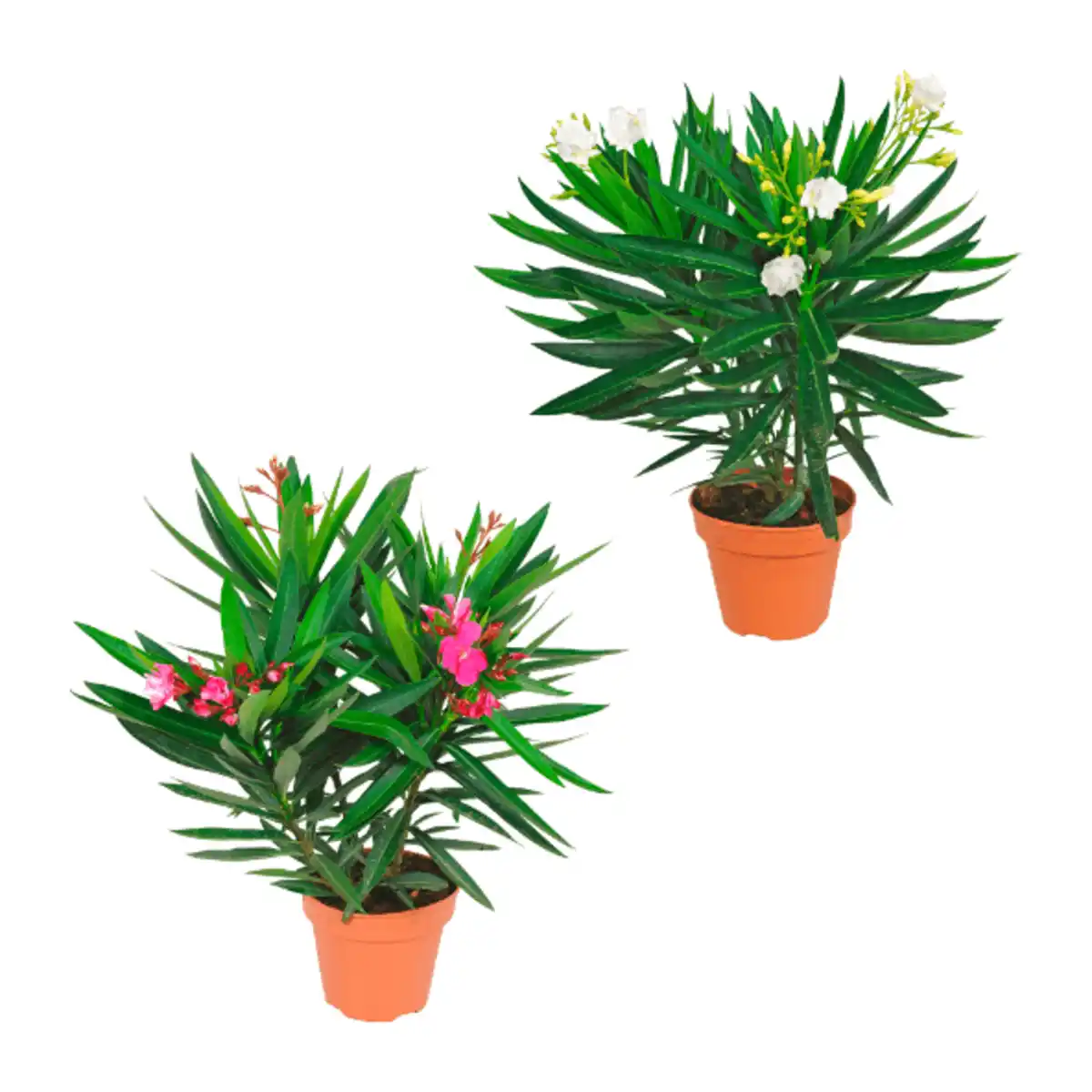 Bild 1 von GARDENLINE Oleander-Busch