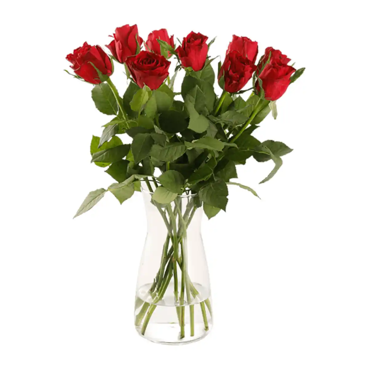 Bild 3 von GARDENLINE Fairtrade-Rosen