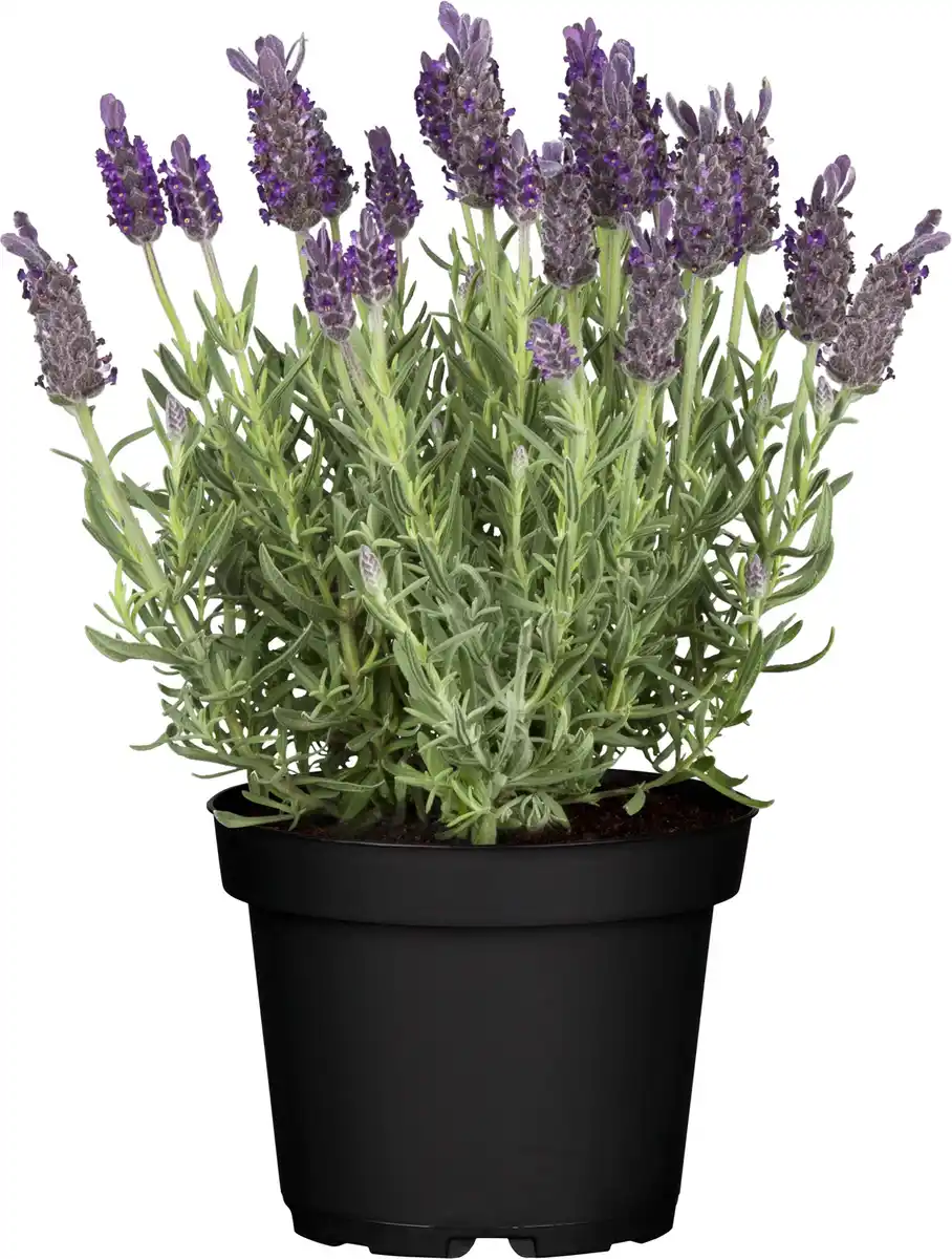 Bild 1 von Schopflavendel Lavendula H 30 cm 12cm Topf