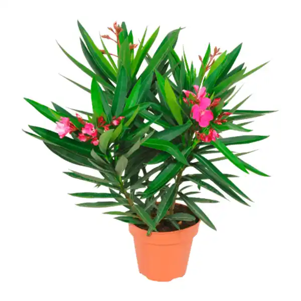 Bild 2 von GARDENLINE Oleander-Busch