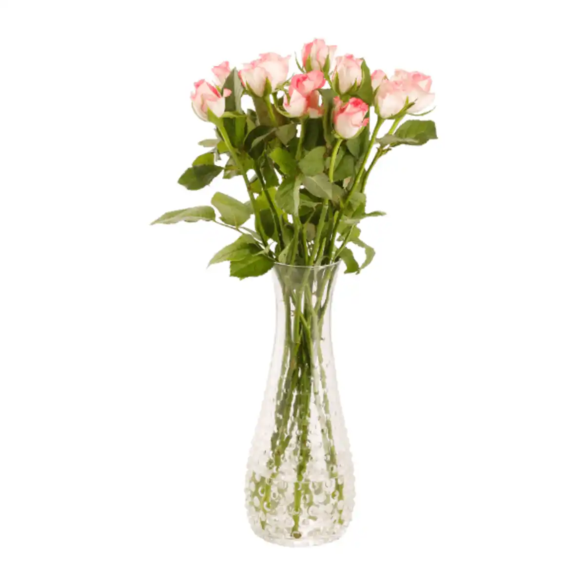 Bild 4 von GARDENLINE Rosen