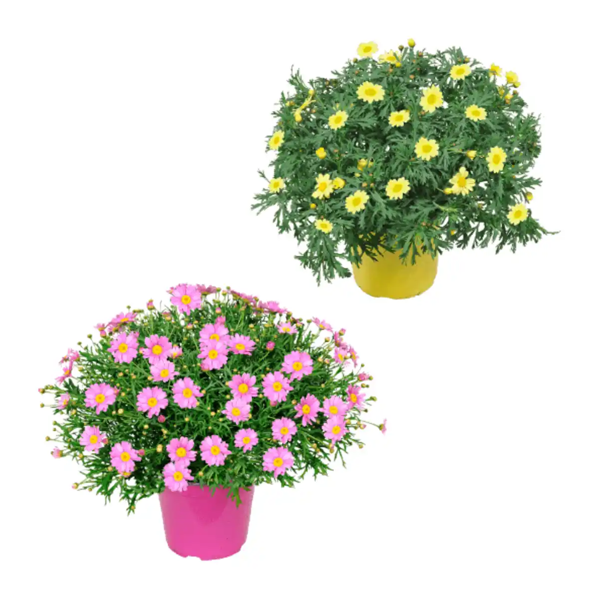 Bild 1 von GARDENLINE Margeriten-Busch