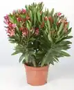 Bild 1 von Nerium Oleander Rosenlorbeer 18 cm