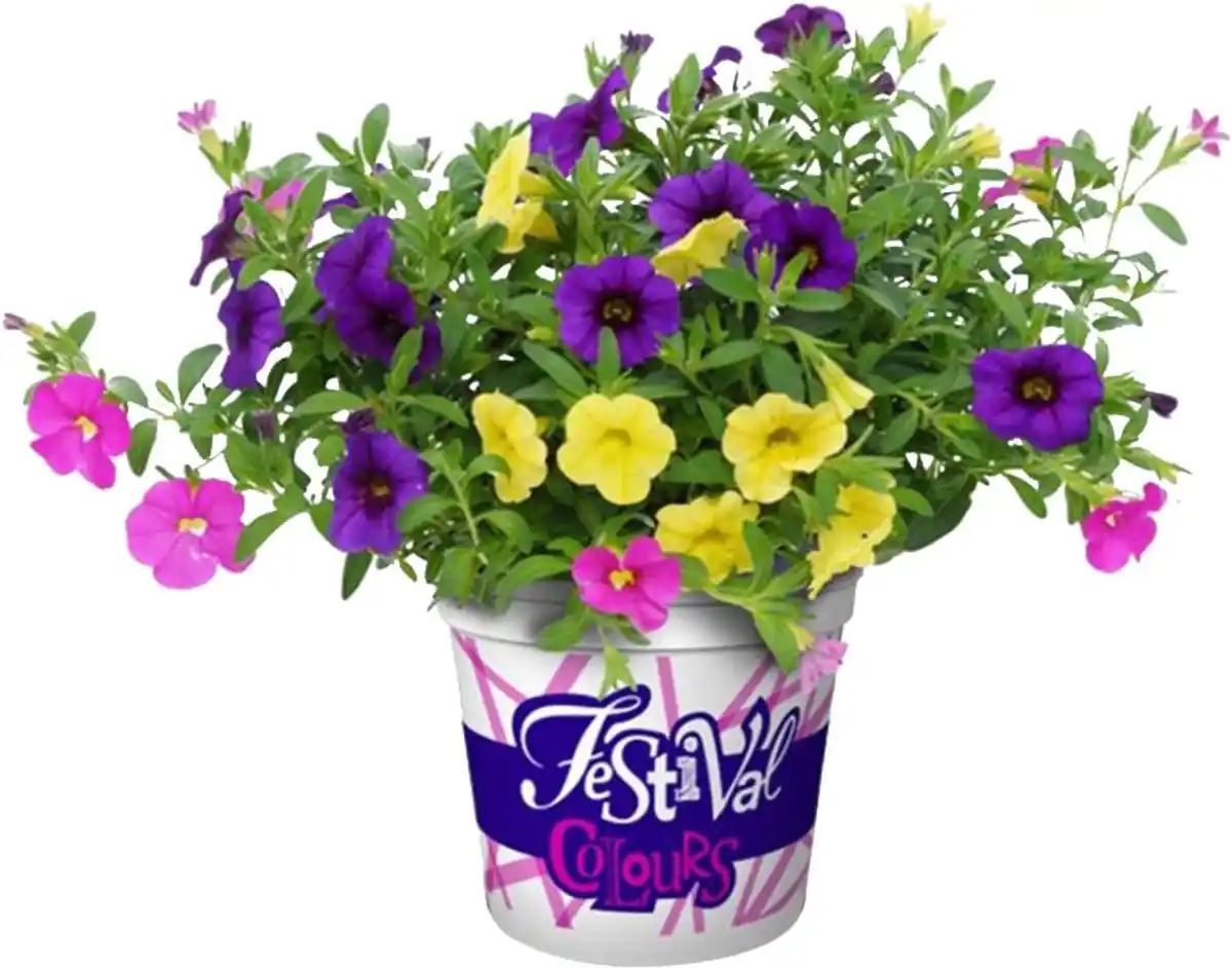 Bild 1 von Festival Colours Petunie 12 cm Topf