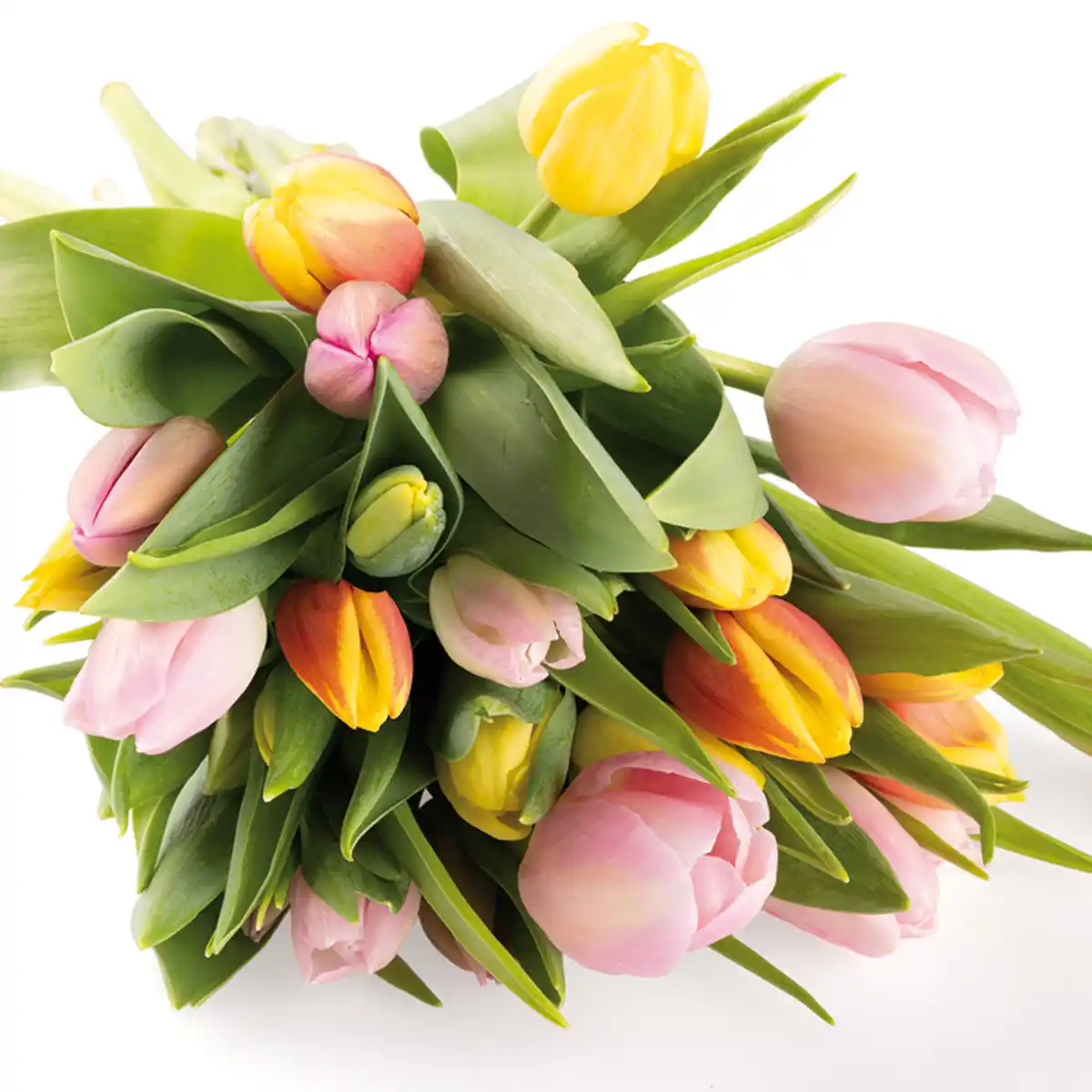 Bild 2 von Finest Garden Harlekin Tulpenstrauß