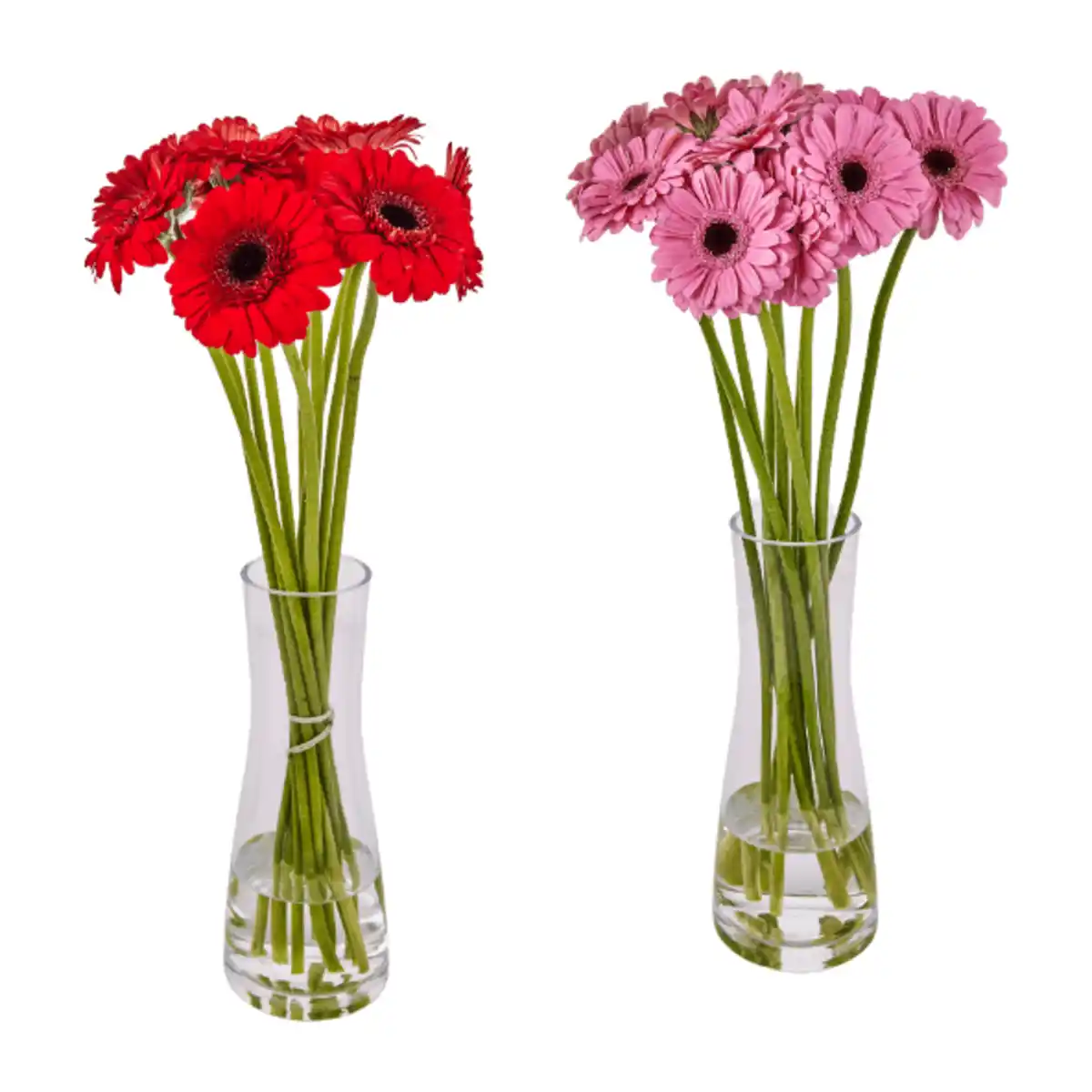 Bild 1 von GARDENLINE Germini