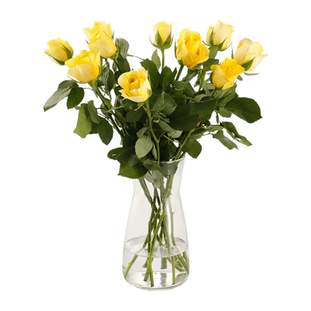 Bild 2 von GARDENLINE Fairtrade-Rosen