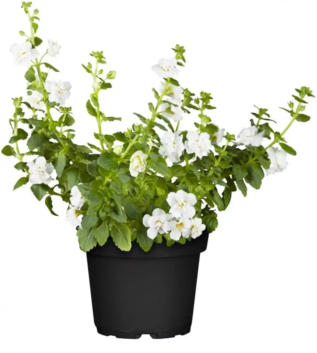 Bild 1 von Schneeflockenblume Bacopa H 15 cm 10,5 cm Topf