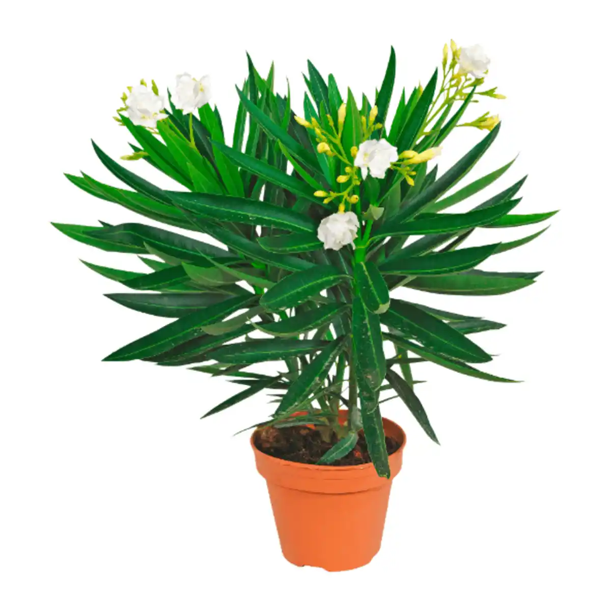 Bild 4 von GARDENLINE Oleander-Busch