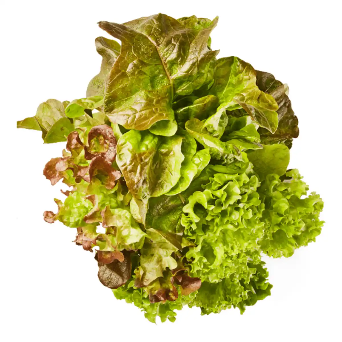 Bild 1 von Kopfsalat mit Wurzelballen