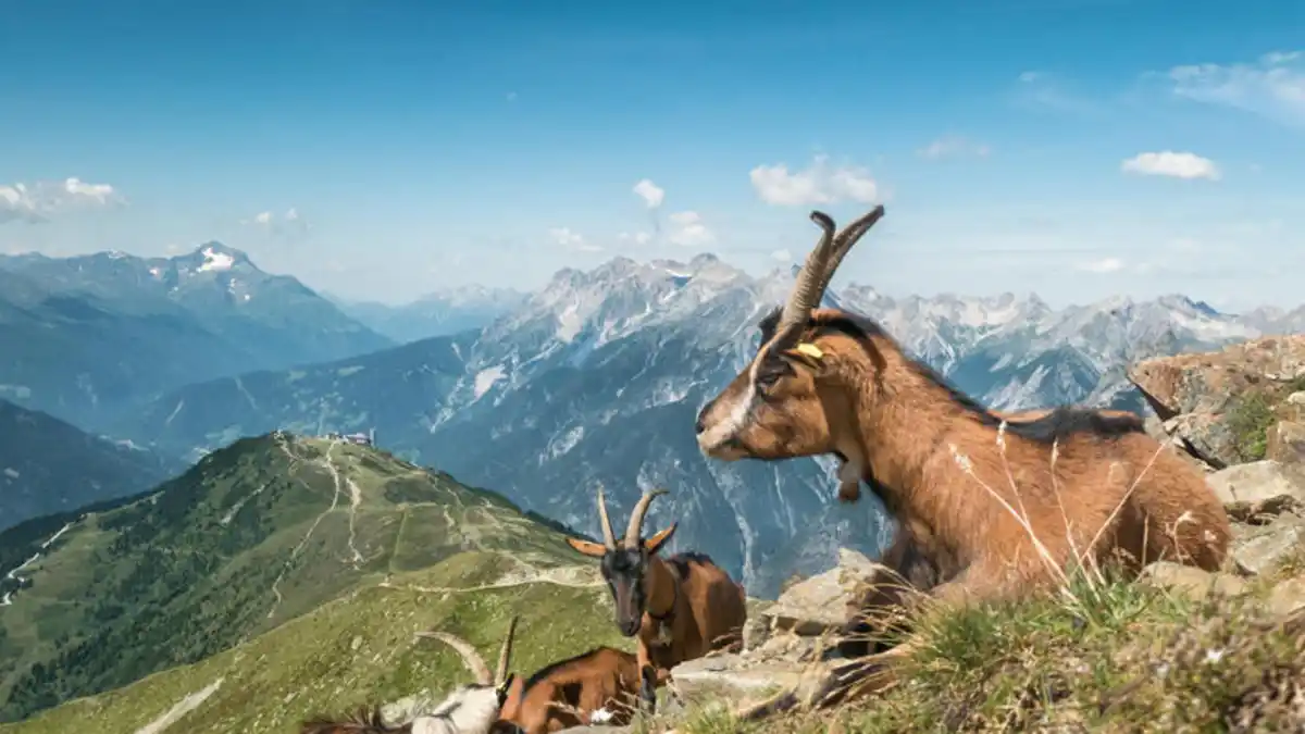 Bild 1 von Eigene Anreise Schweiz - Graubünden: Wanderreise mit Aufenthalt im Hotel Condordia