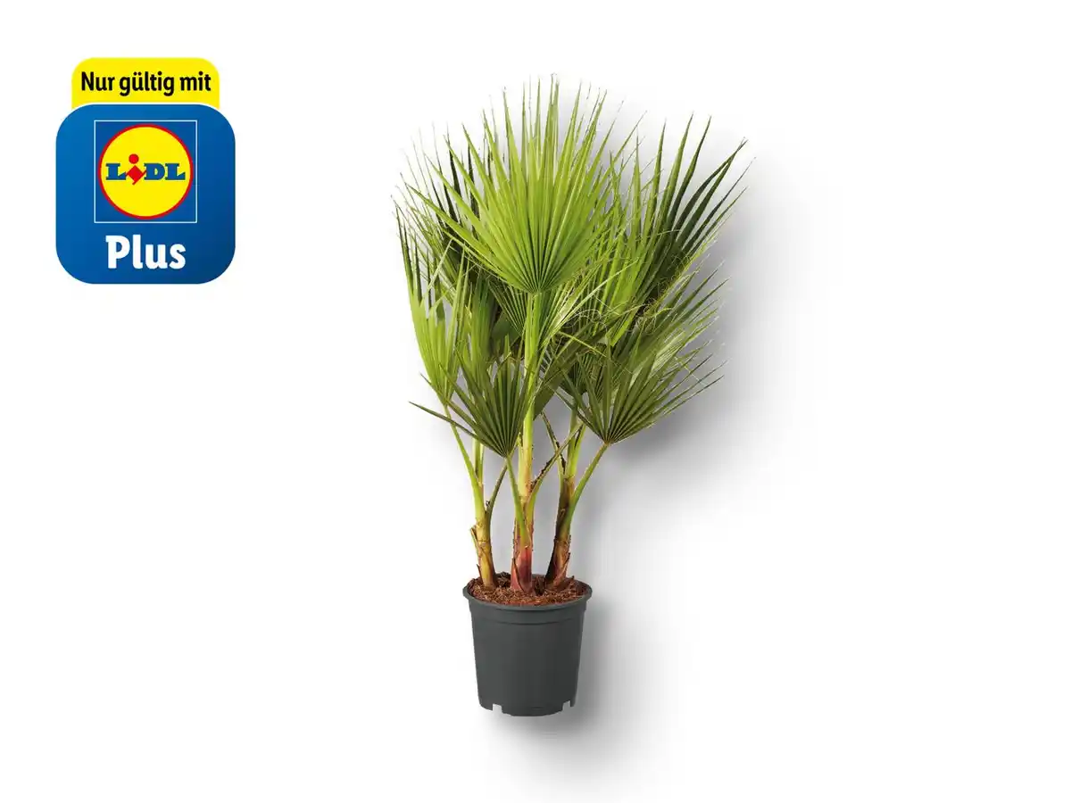 Bild 1 von Winterharte Palme