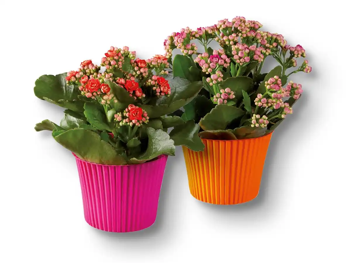 Bild 1 von Kalanchoe im Colour Cup