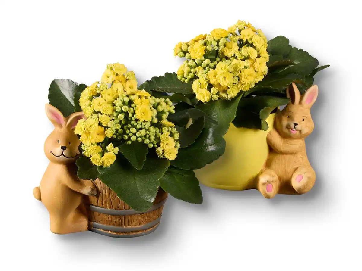 Bild 1 von Bepflanzter Keramikosterhase