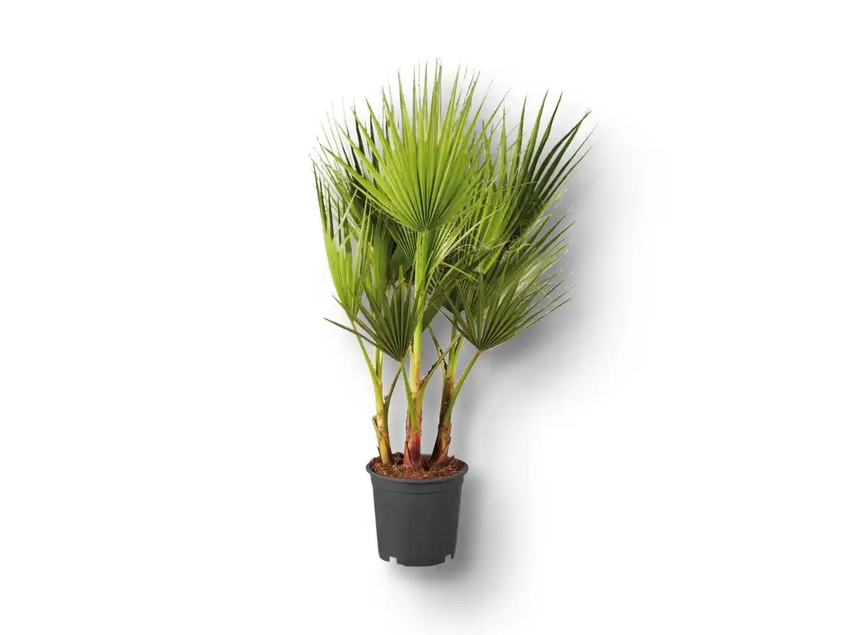 Bild 1 von Winterharte Palme