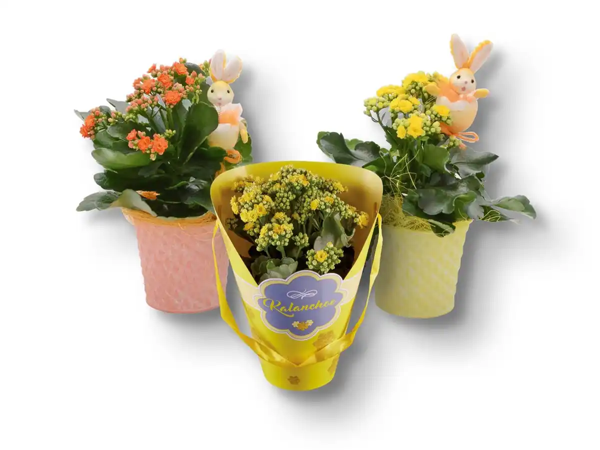 Bild 1 von Kalanchoe