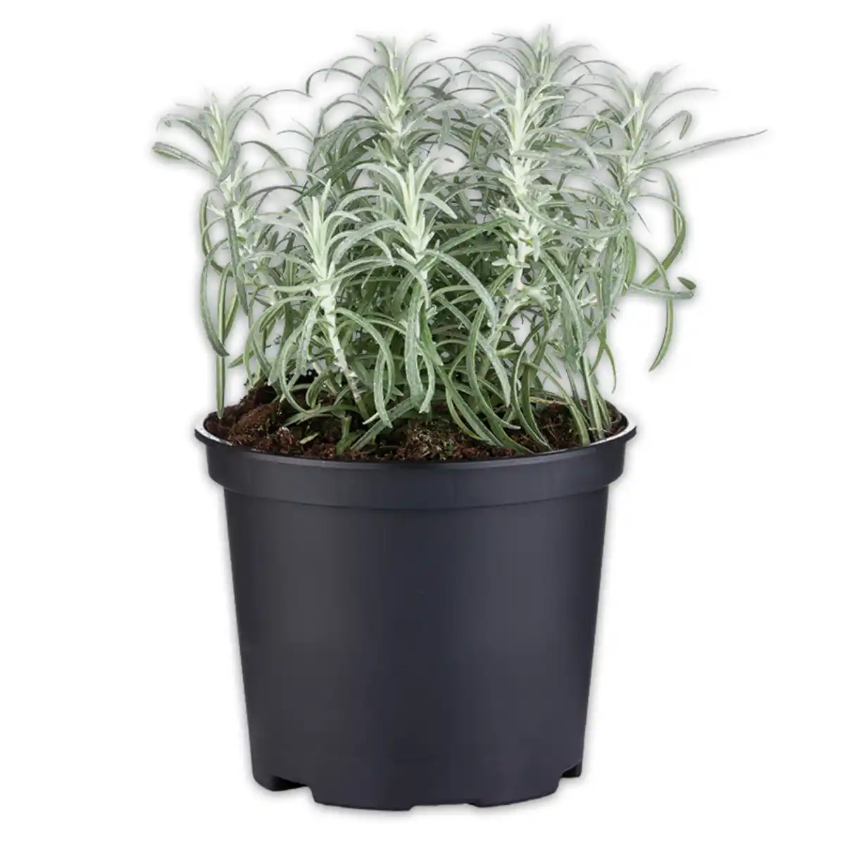 Bild 3 von Gewürzkräuter