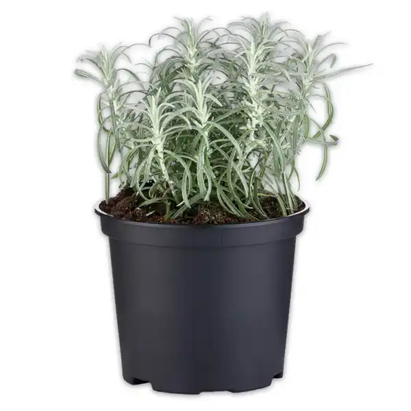 Bild 3 von Gewürzkräuter