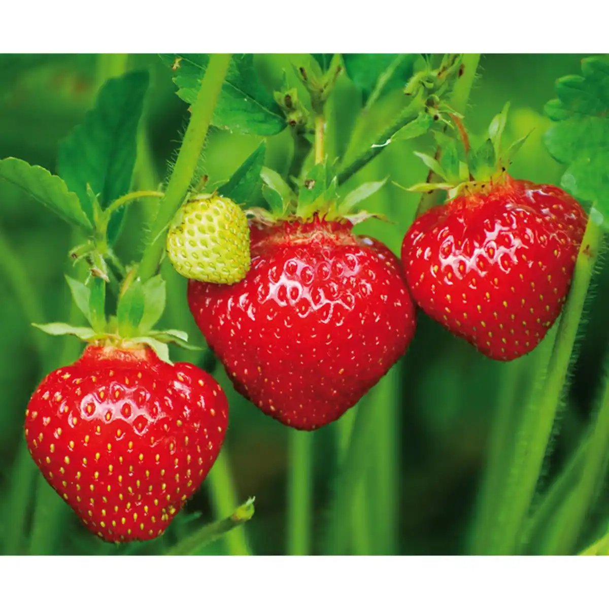 Bild 2 von Finest Garden Erdbeerpflanzen
