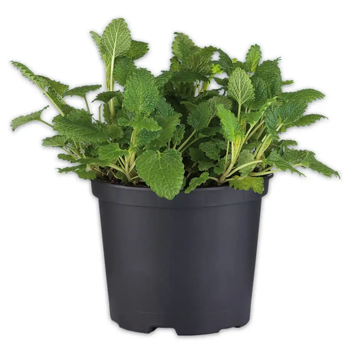 Bild 2 von Gewürzkräuter