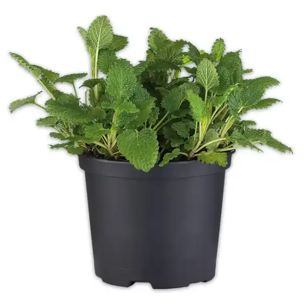 Bild 2 von Gewürzkräuter