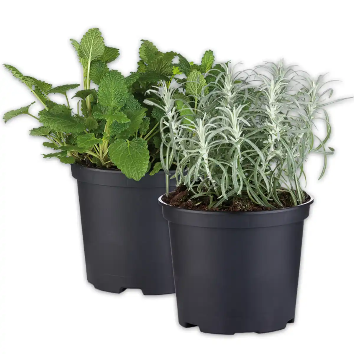 Bild 1 von Gewürzkräuter