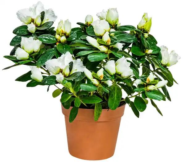 Bild 2 von Blühpflanzen