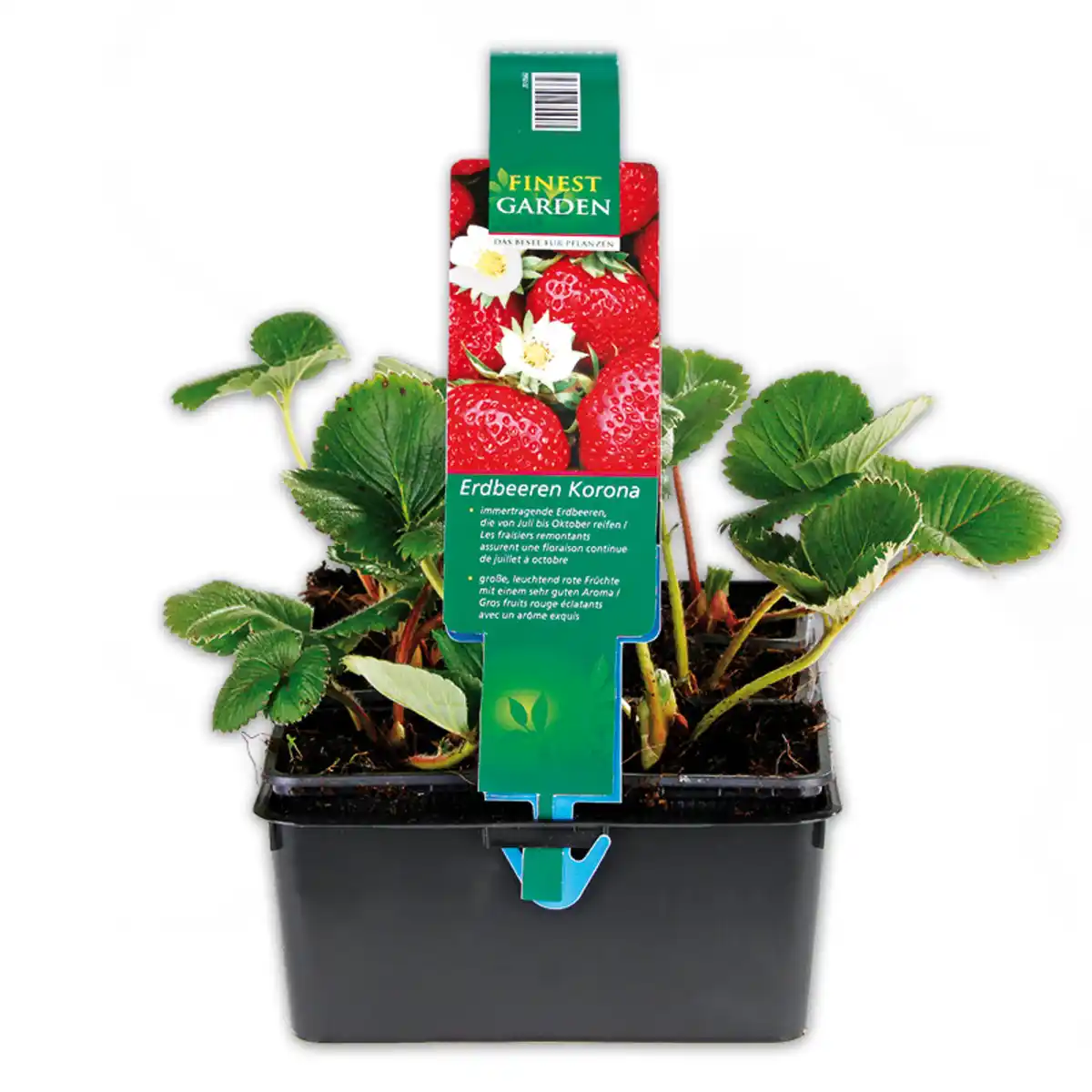 Bild 1 von Finest Garden Erdbeerpflanzen