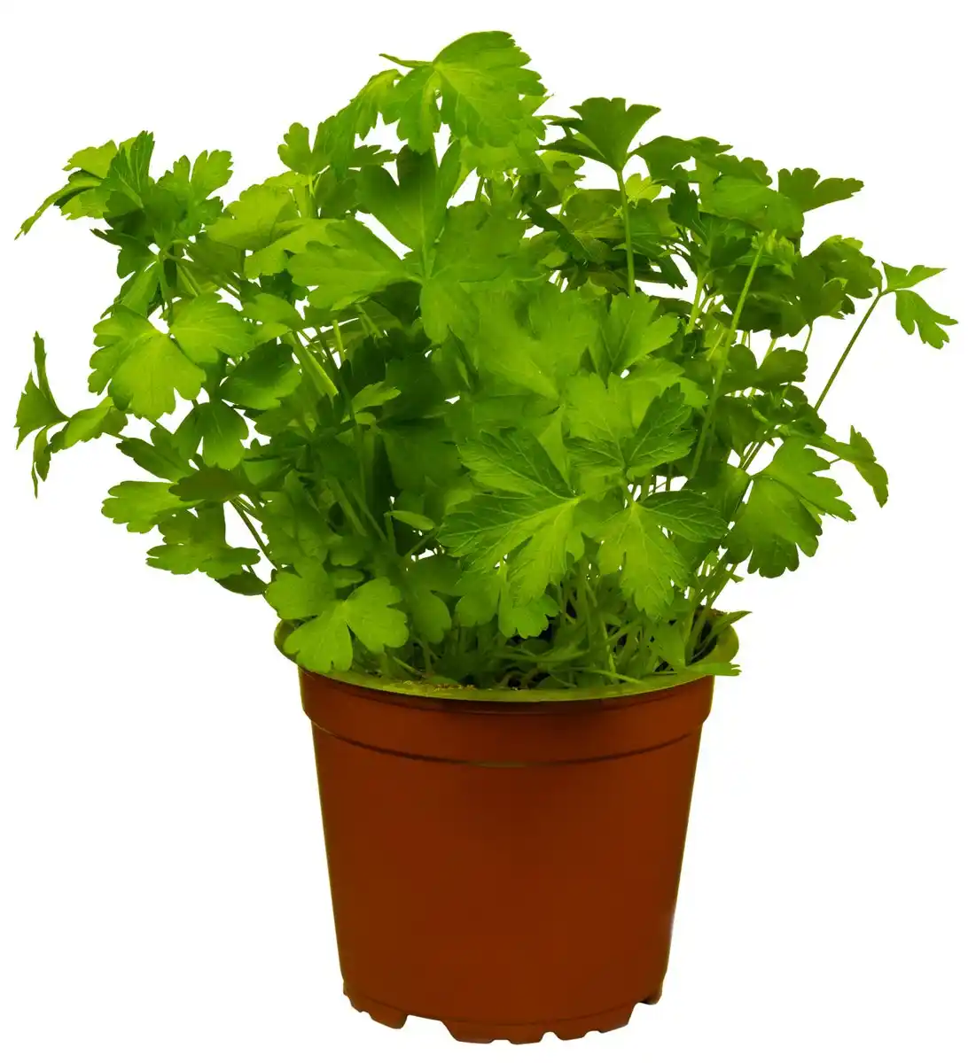 Bild 1 von Bioland dtsch. Kräutertopf Petersilie glatt, Topf