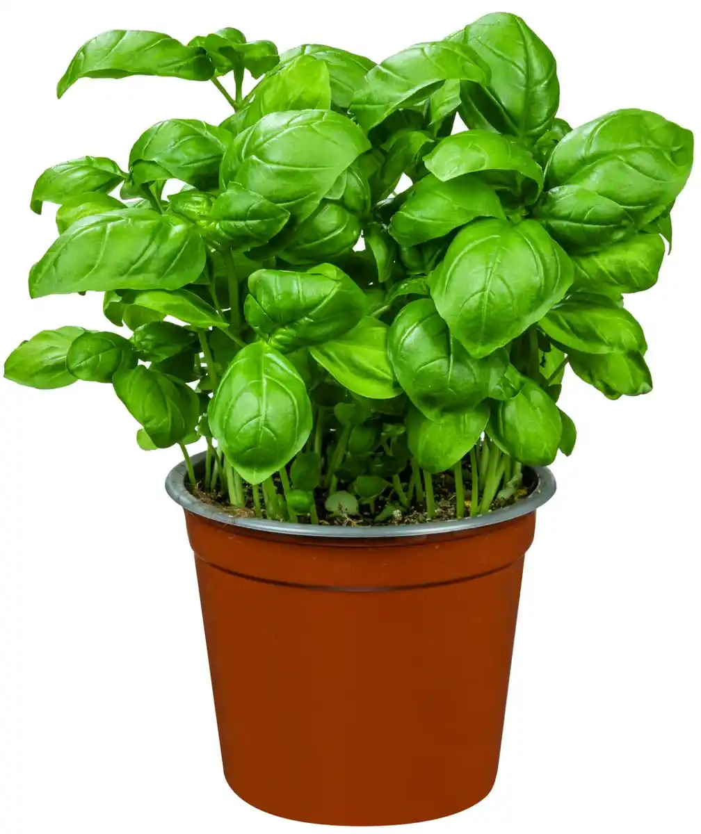 Bild 1 von Bioland dtsch. Kräutertopf Basilikum, Topf