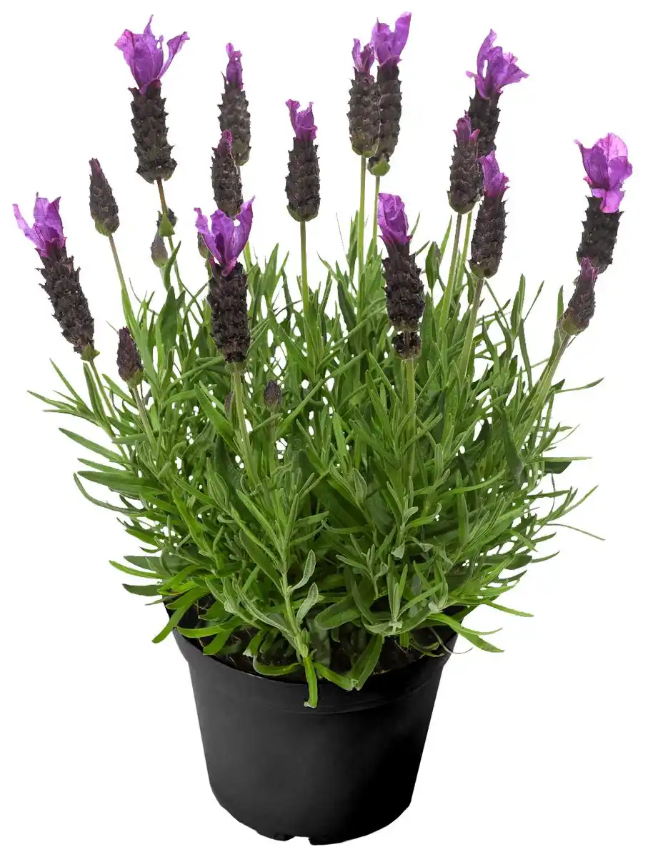 Bild 1 von Schopflavendel