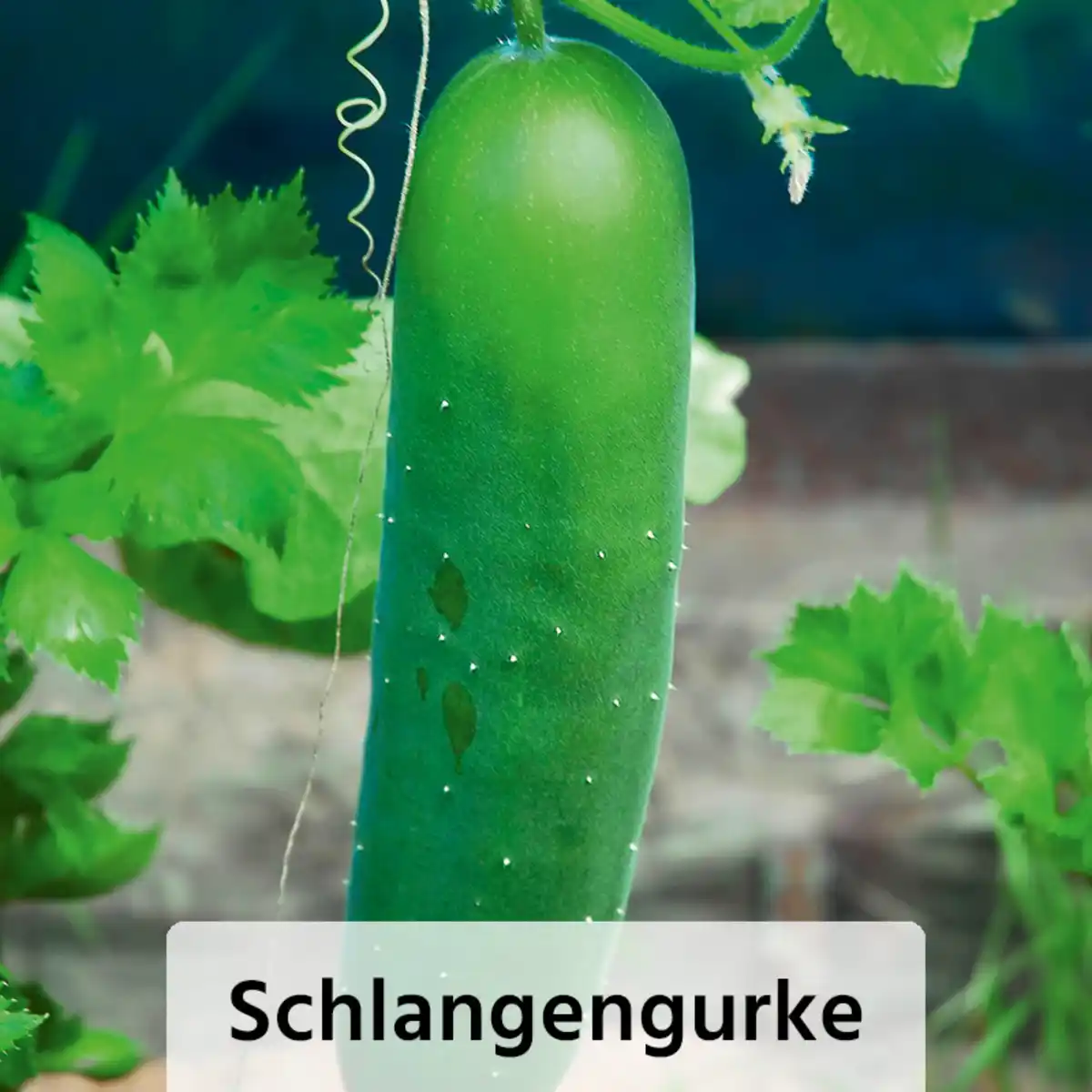 Bild 4 von Finest Garden Veredelte Gemüsepflanze