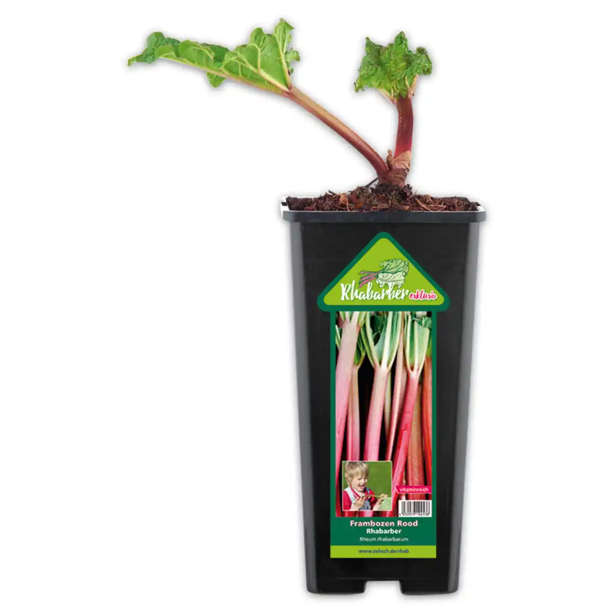 Bild 1 von Exklusiver Rhabarber