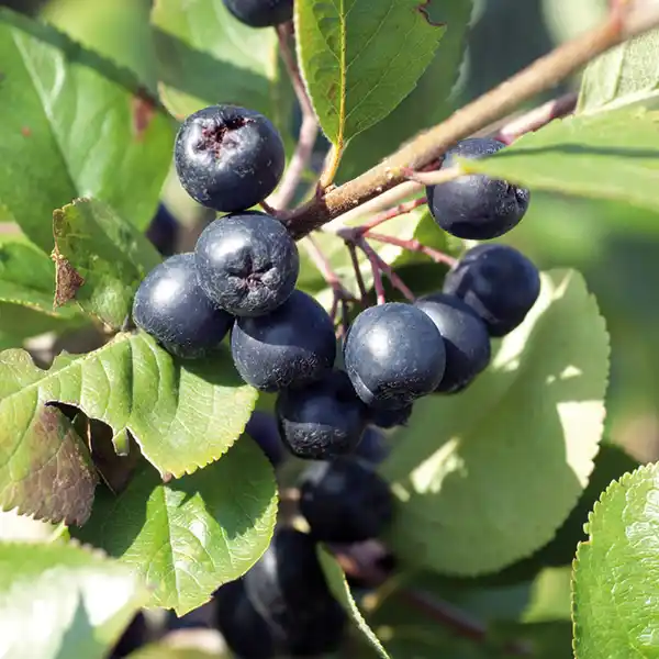 Bild 3 von Finest Garden Superfood Beeren / Beerensträucher