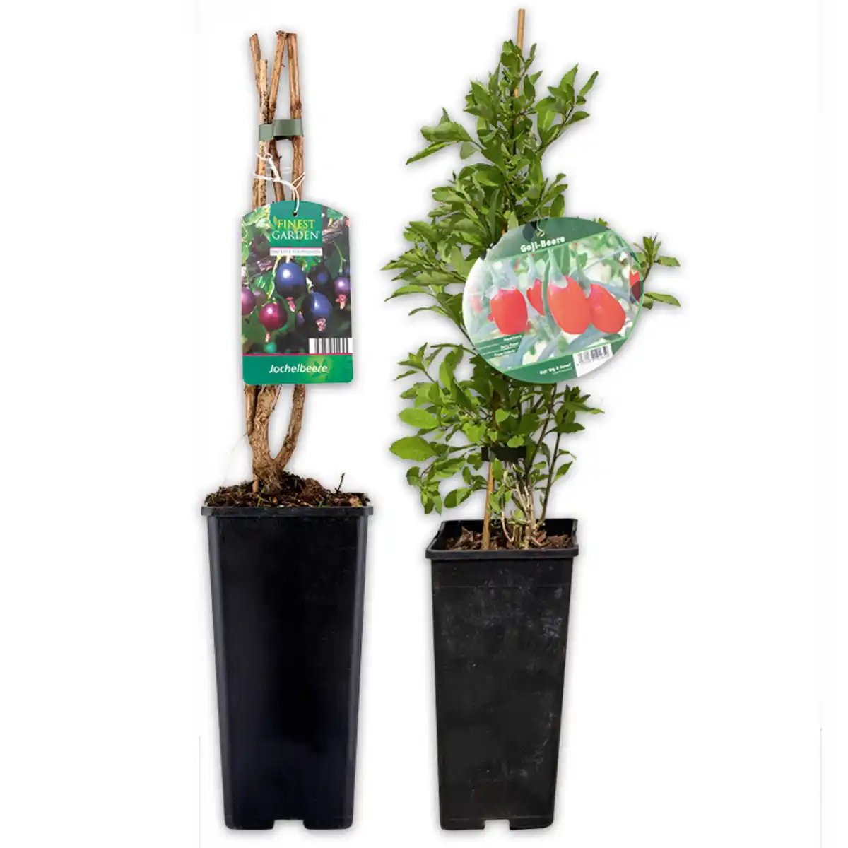 Bild 1 von Finest Garden Superfood Beeren / Beerensträucher