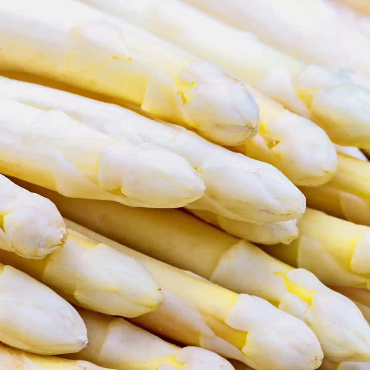 Bild 2 von Frisch vom Feld Spargel aus der Toskana