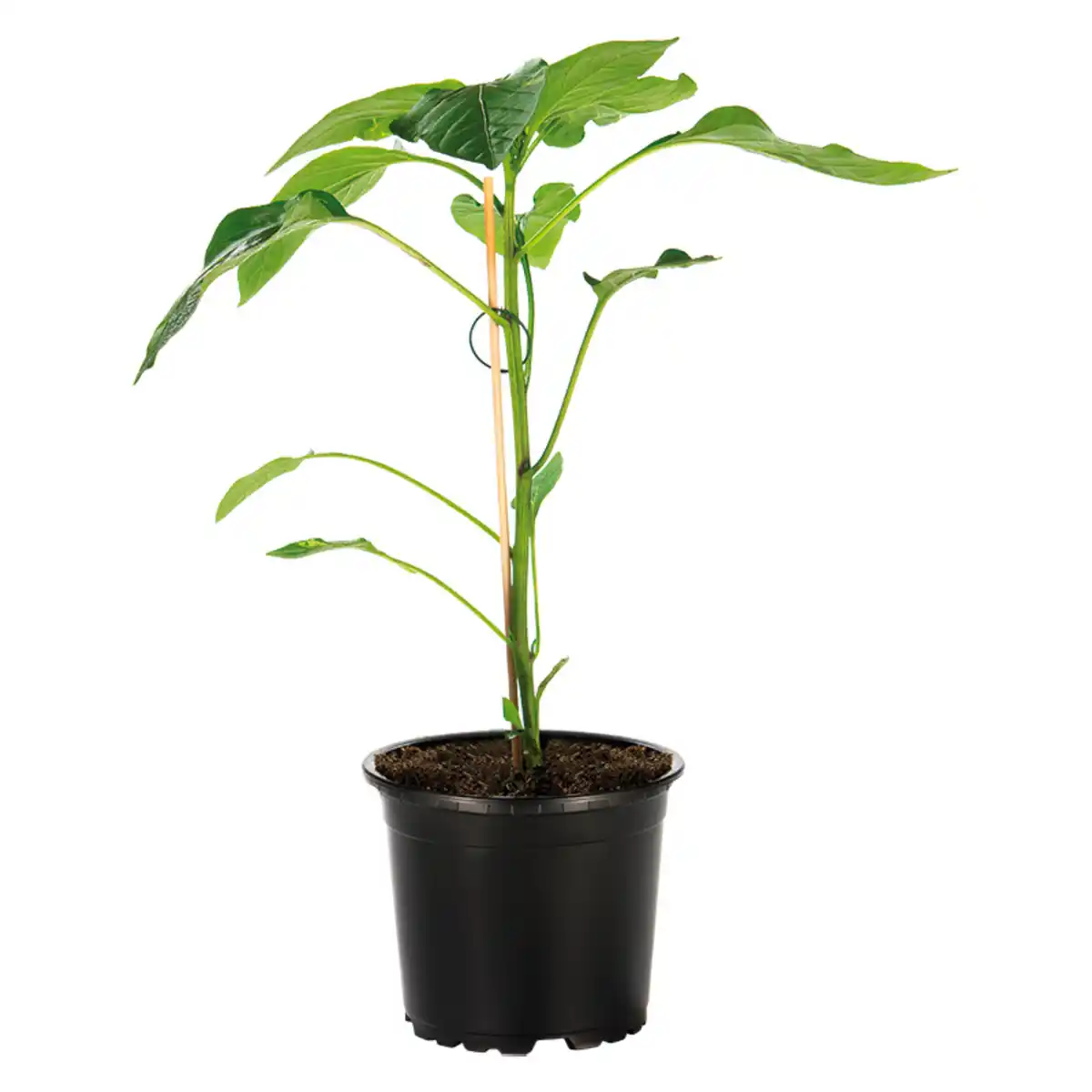 Bild 1 von Finest Garden Veredelte Gemüsepflanze