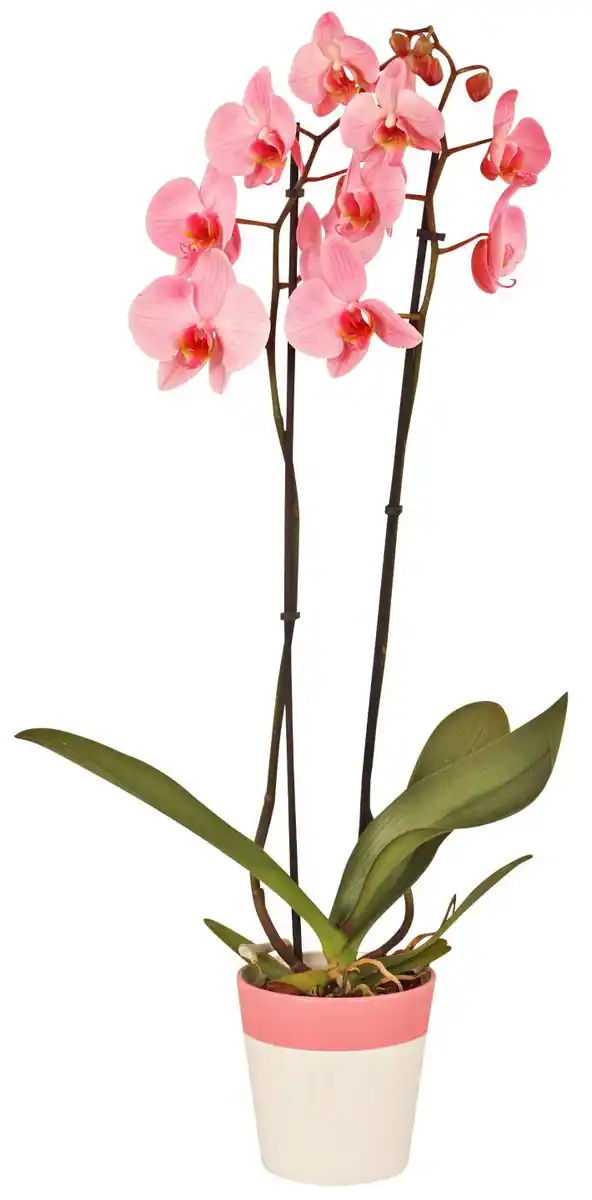 Bild 4 von Orchidee im Keramik-Übertopf