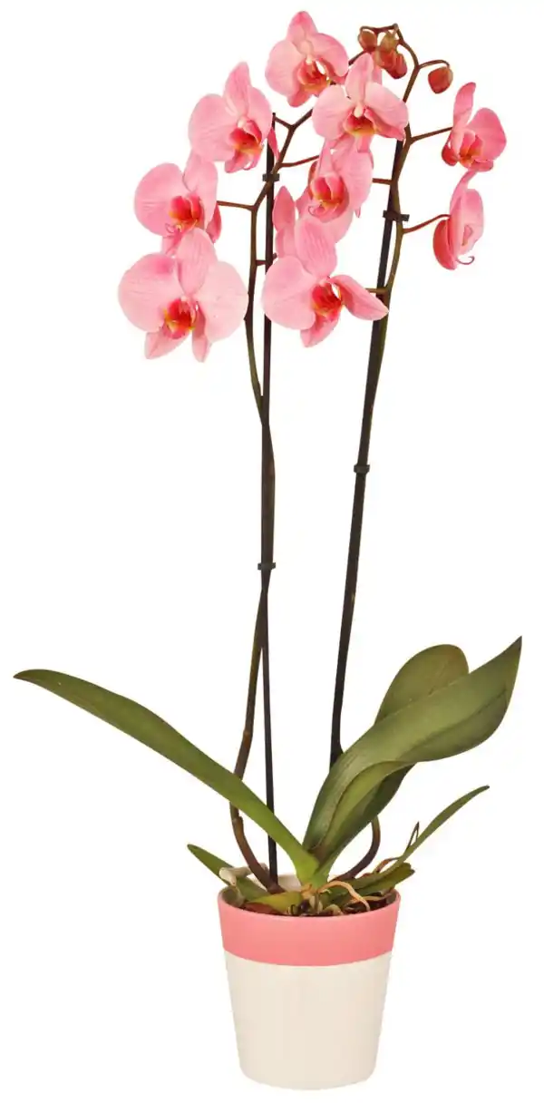 Bild 4 von Orchidee im Keramik-Übertopf