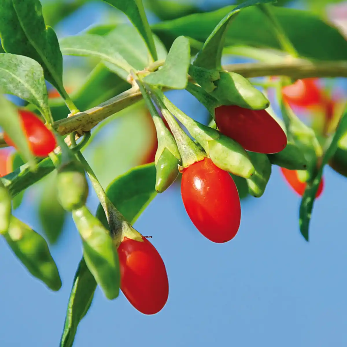Bild 2 von Finest Garden Superfood Beeren / Beerensträucher