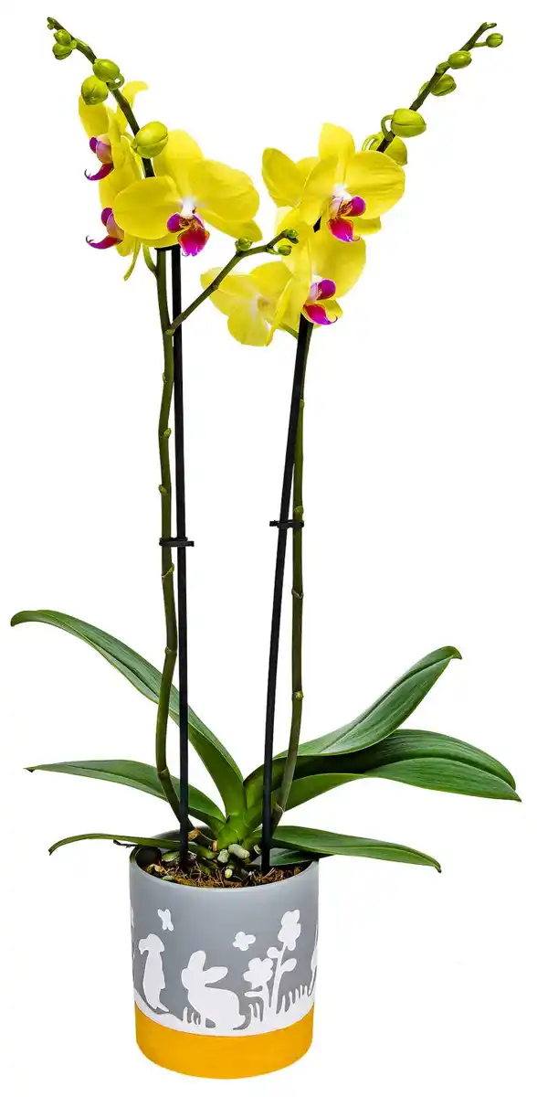 Bild 1 von Orchidee im Keramik-Übertopf