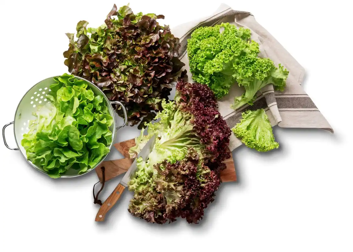 Bild 1 von Lollo Mix, Kopfsalat oder Eichblattsalat von Ayse Pinar aus Heilbronn, Stück