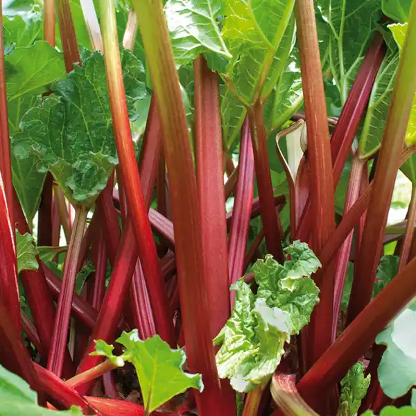 Bild 2 von Exklusiver Rhabarber