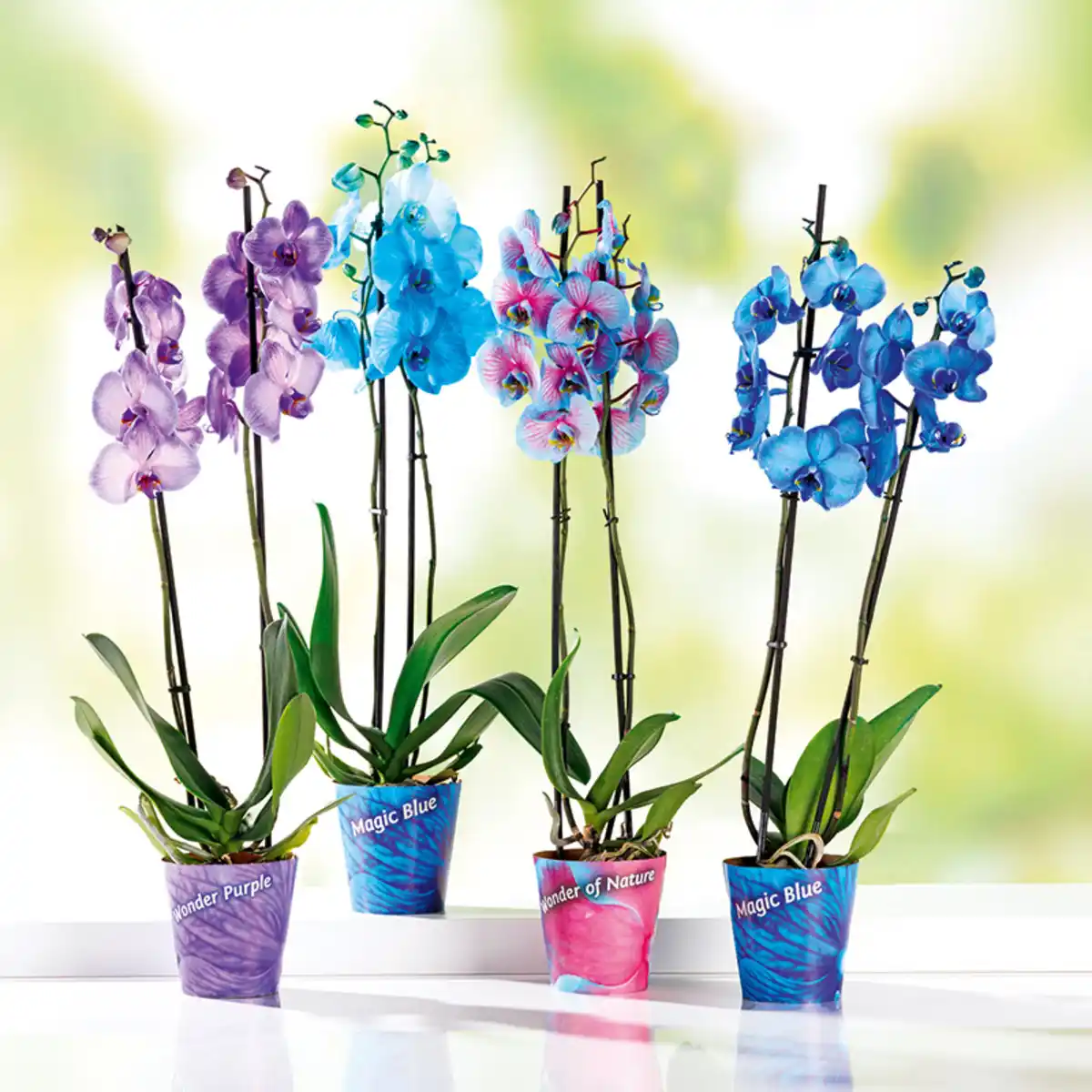 Bild 1 von "Wonder Mix" Orchidee