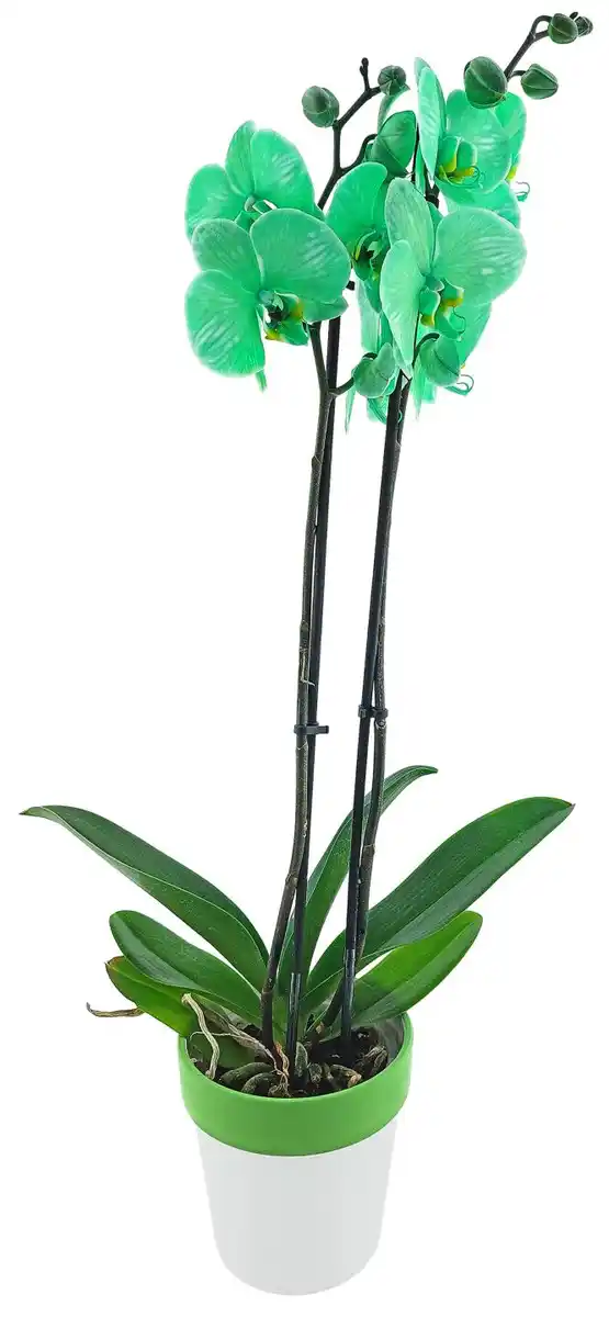 Bild 3 von Orchidee im Keramik-Übertopf